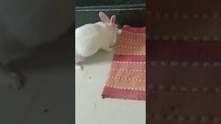  Rabbits Videos