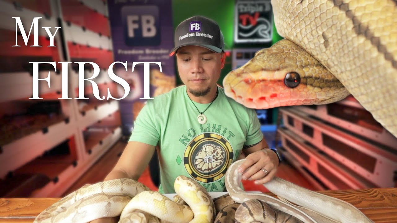 My First 5 ball pythons