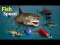 Fish Speed Comparison Fastest Fish In The Ocean Data Ball