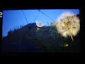 A Bug S Life Flik S Flight