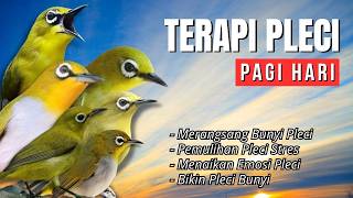 Download lagu Terapi Pleci Pagi Hari Ampuh Atasi Pleci Macet Bunyi mp3