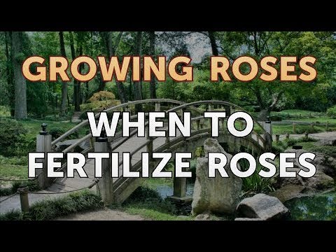 How to Take Care of a Mini Rose Plant