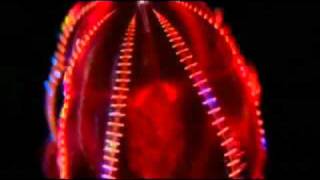 blinker the star  the star behind the star vs deep sea critters