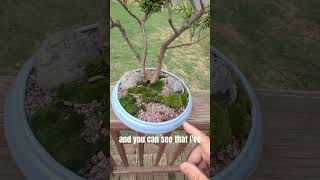 Top Dressing for Bonsai