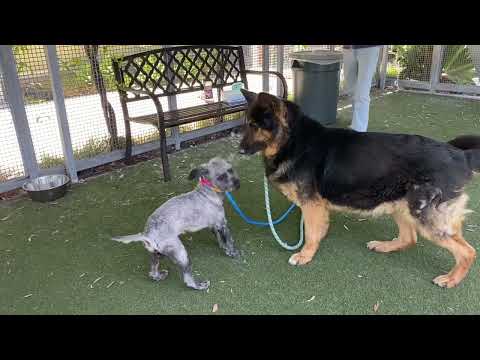 SULLY, an adopted German Shepherd Dog Mix in Pasadena, CA_image-1