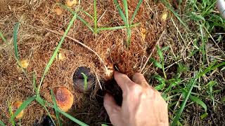 preview picture of video 'Growing avocado rootstock grafts, ươm cây bơ làm gốc ghép'