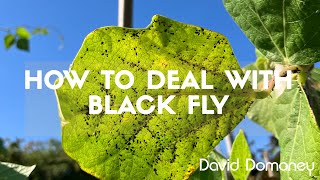 How to deal with black fly in the garden with David Domoney
