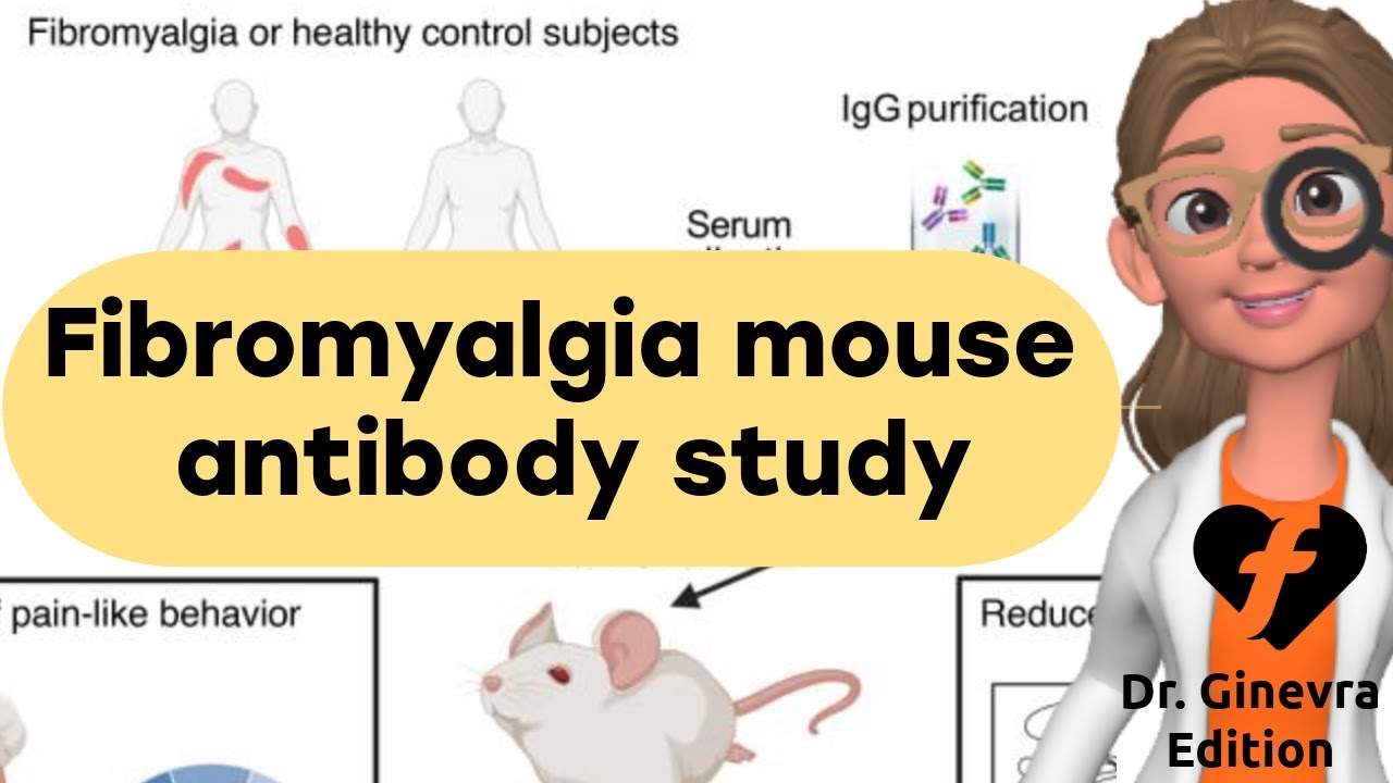 Updates on fibromyalgia research including the fibro mouse study!