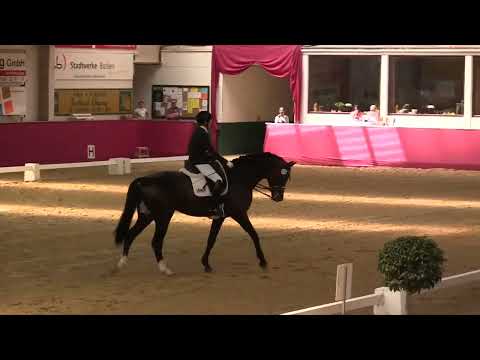 Gestüt Letter Berg Hengst Instertanz V., Sieg Dressur Kl. M 2014