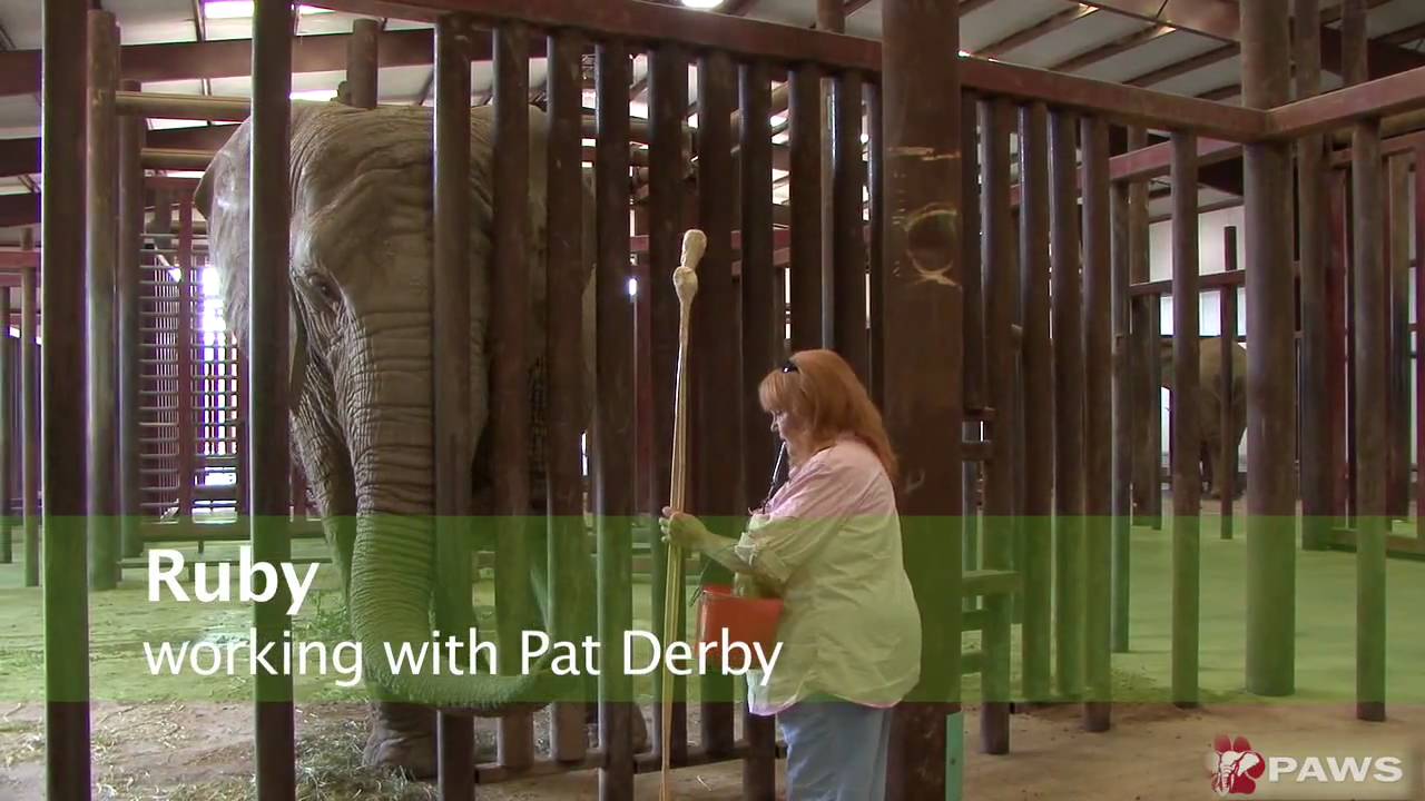 Protected Contact Elephant Training with Gail Laule