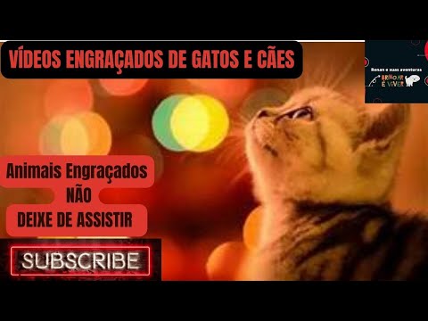 VÍDEOS ENGRAÇADOS DE GATOS E CÃES !