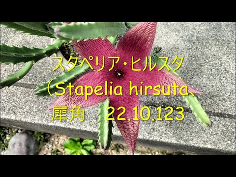 園芸 スタペリア