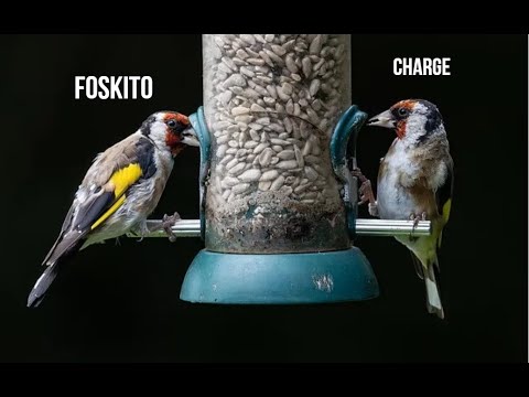 Dos jilgueros por Oryzon | Foskito x Charge #1