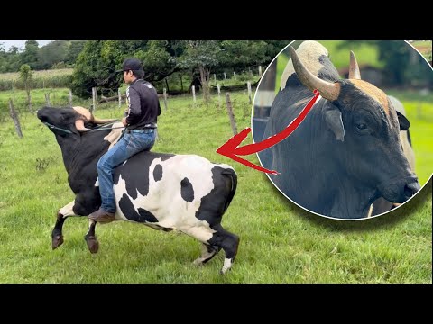 BOI LOUCO DISPAROU COMIGO E VEJA OQUE ACONTECEU😰