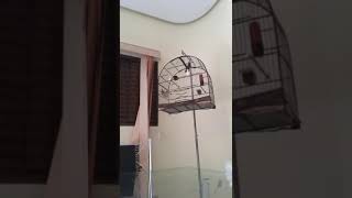 pardo ELSHADAY-110