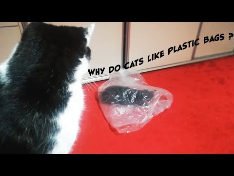 Why Do Cats Like Plastic Bags ?