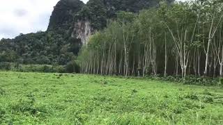 Over 16,000 sqm of Land for Sale in Nong Thaley, Krabi