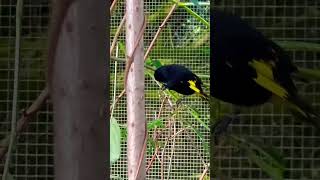 Download lagu Black Siskin mp3 Download lagu Black Siskin mp3