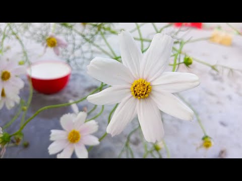 Garden Cosmos 🌼🌸