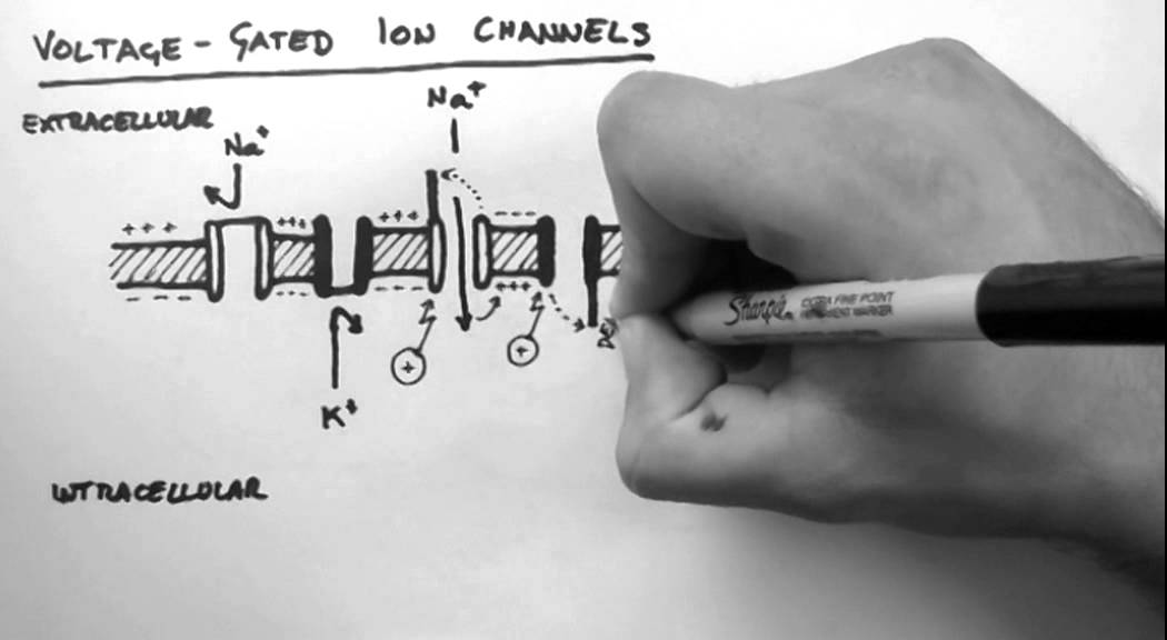 How does temperature affect voltage gated ion channels? More REF