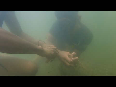SE02EP048 Part 1 - PULUTONG ng TAWIS, HULI sa ISANG HAGIS  ( CAST NET FISHING ) | Tiaong Quezon
