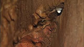 Bull Shoals Caverns - Exploring Arkansas AETN