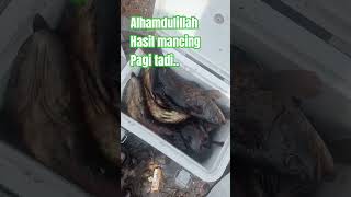 Download lagu Fishing at the Red Dam of Tanjung Priok Harbor ‼️#reddamfishingtanjungpriok #damijofishing #fishing mp3