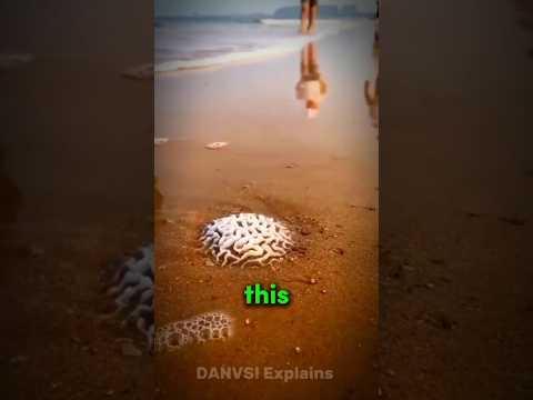 Brain Coral #science #sciencefacts #shorts