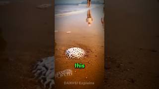 Brain Coral #science #sciencefacts #shorts