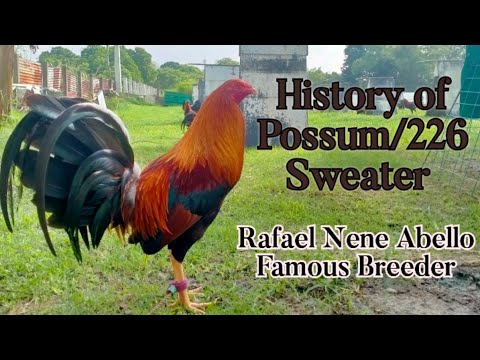 #history#possumsweater#possumsweater226 History of Possum Sweater & Fighting Style