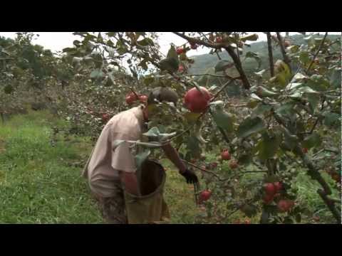 download lagu mp3 mp4 June Apples In Kentucky, download lagu June Apples In Kentucky gratis, unduh video klip June Apples In Kentucky