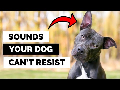 Los sonidos que le encantan a tu perro (¡y los impactantes que odia!)