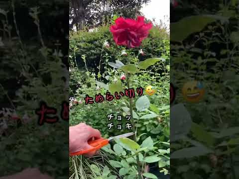 ツタの剪定時期と方法