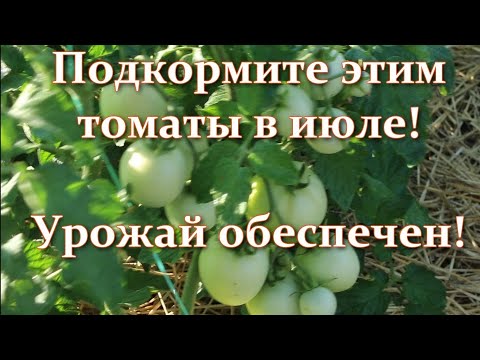 , title : 'Nourrissez ces tomates en juillet et la récolte est garantie ! Les buissons de tomates éclatent!'