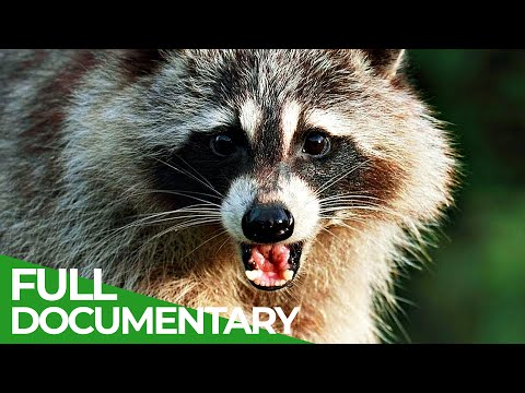Species Invasion How Introduced Organisms Threaten the Balance of Nature