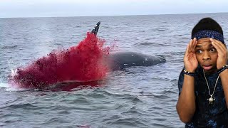 dead whale explodes on camera..