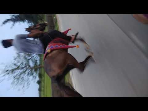 Sandha dhodiya pajre thi sakle Bagh chuta Havaj 🦁