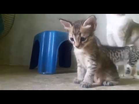 ADORABLY CUTE KITTENS