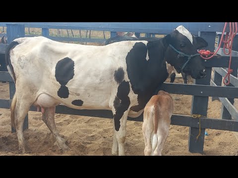Feira de gado em Craibas Alagoas 29/11/25#nordeste