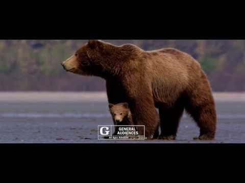 Bears (TV Spot 1)