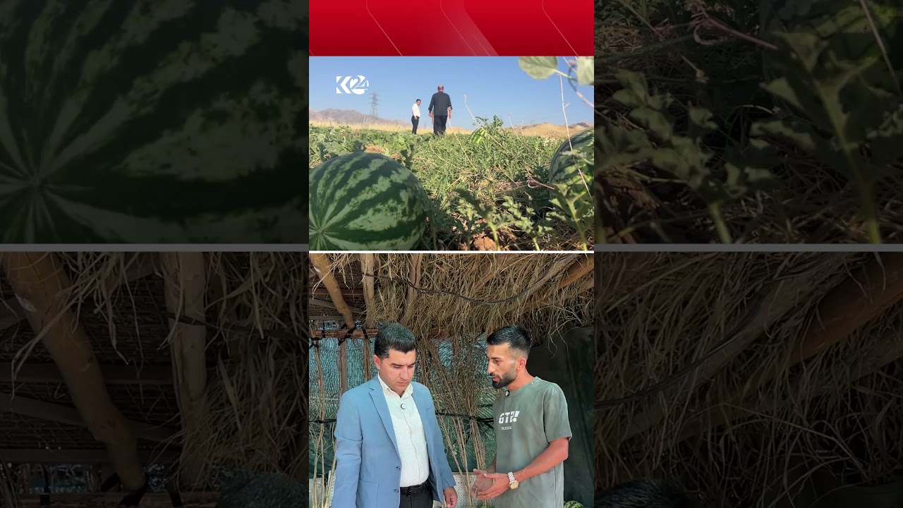 ڤیدیۆ | گەنجێک لەسەر زەوییەکەی راستەوخۆ شووتی لە دەڕنێت و بە گەشتیاران دەیفرۆشێت
