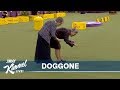 The Westminster Dog Show Without Dogs