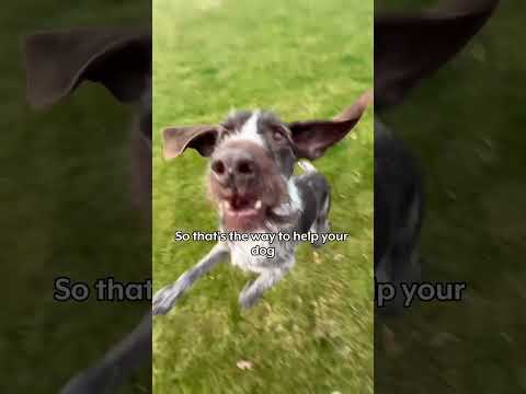 DogYears 2