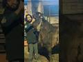 Big Andu Bakra The Goat Of Pakistan Shorts