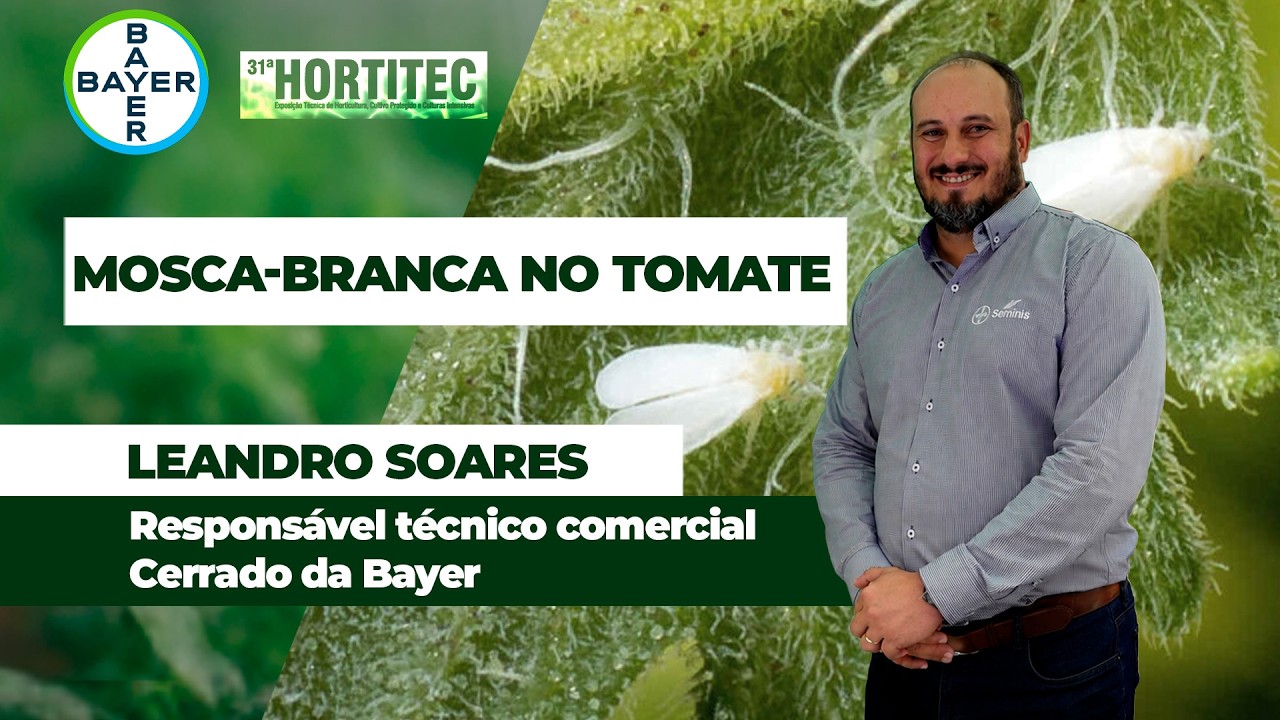 Bayer apresenta estratégias para proteger o tomateiro do avanço da mosca-branca