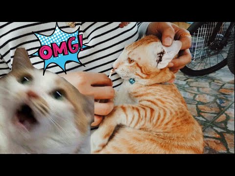 Clean My Kitten Ears Surprise with Thick Ear wax