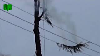 Akibat Salah Tebang Pohon. Fatal!! Akibat Salah Tebang Pohon. Fatal!!