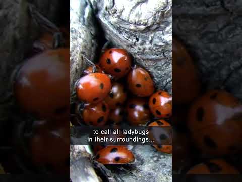How Ladybugs Survive Winter! 🐞 ❄️ 🐞