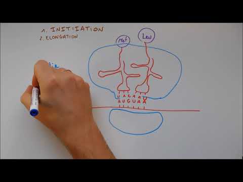 Protein Synthesis 4 - Translation