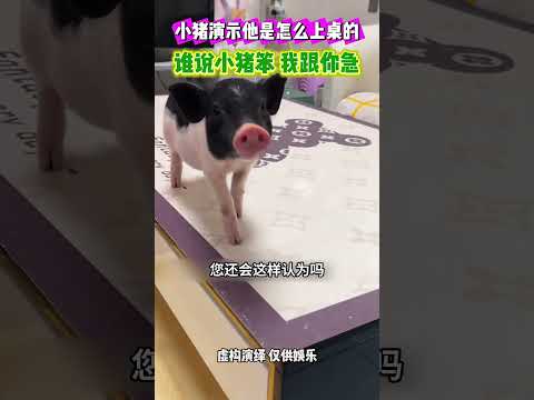 小猪演示他是怎么上桌的，谁说小猪很笨，我跟你急 #感人壹幕 #搞笑 #影視解説 #萌寵 #大熱門 #pets #影视聚焦 #funny